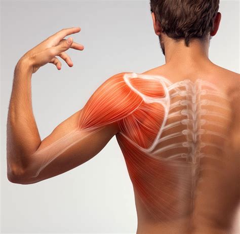 Shoulder Impingement Syndrome: Causes & Symptoms