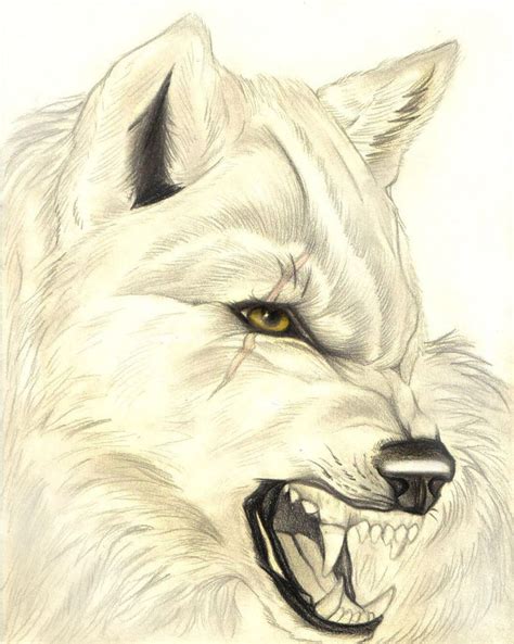 Realistic Snarling Wolf by FallenAngelWolf13 | Animal drawings, Wolf ...