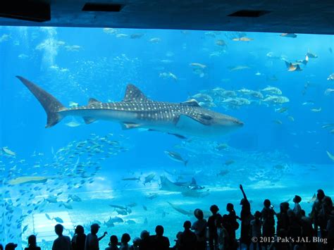 JTA ties up with Okinawa Churaumi Aquarium to launch Jinbei Jet - JAL Flyer