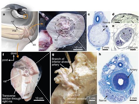 Anatomy and histology of the rorqual mandibular symphysis, shown in fin... | Download Scientific ...