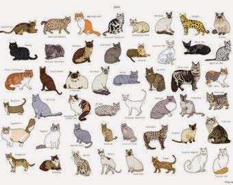 Cat Breed List | The Kitty Crew