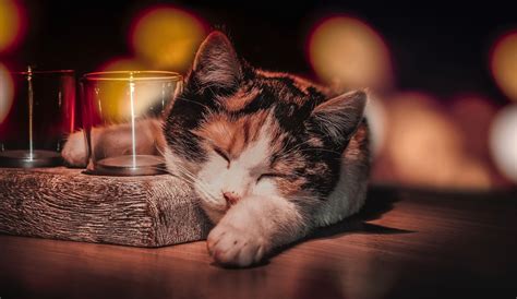 Sleeping Cat Wallpapers - Wallpaper Cave