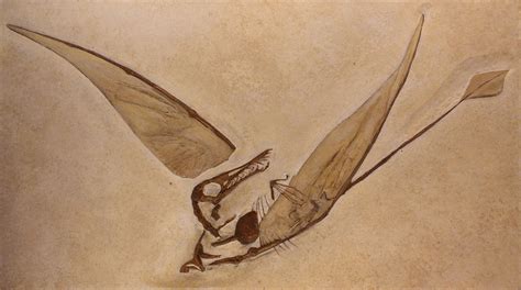 rhamphorhynchus_fossil – Pteragony