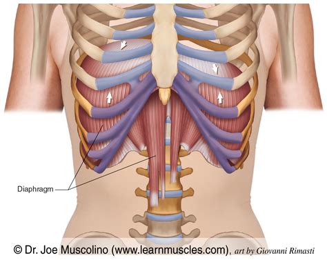 Diaphragm Muscle Cadaver