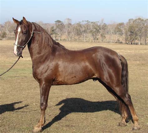 Tennessee Walking Horses - CLOUD 9 WALKERS (Tennessee Walking Horse ...