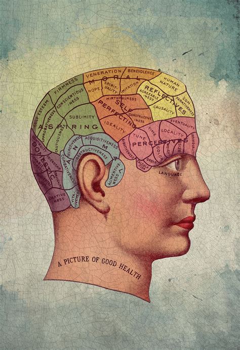 Human Brain Anatomy Card Poster Vector Stock Illustra - vrogue.co