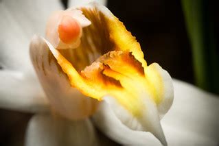 [Yunnan, China] Coelogyne viscosa Rchb.f., Allg. Gartenzei… | Flickr