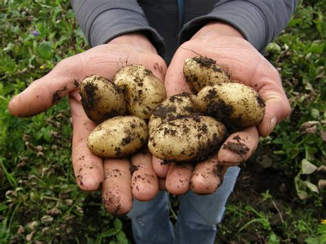 Organic and Chemical Solutions to Get Rid of Potato Scab: Symptoms, Causes, and Treatment