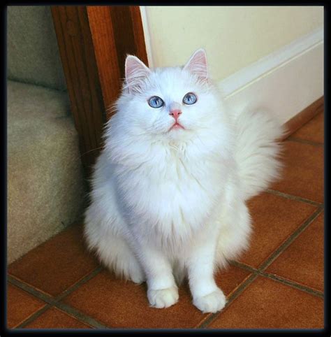 white ragdoll | Kitten breeds, Pretty cats, White ragdoll cat