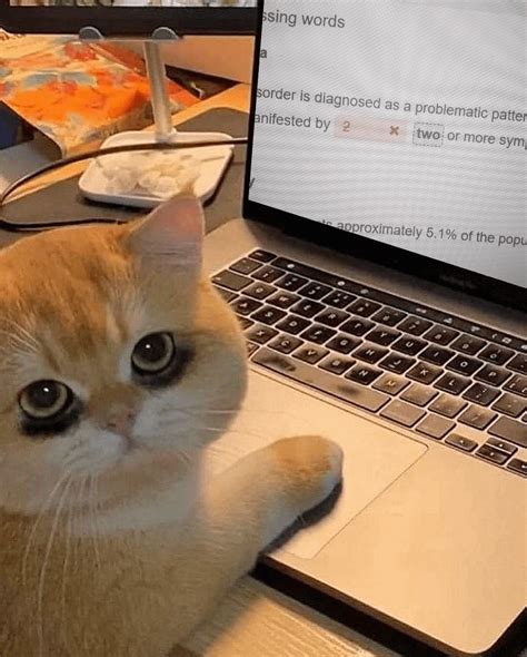 Heartbreaking: poor kitty is up all night studying : r/memes