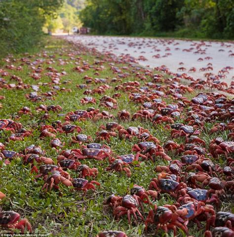 Millions of crabs make migration trip on Christmas Island | Daily Mail Online