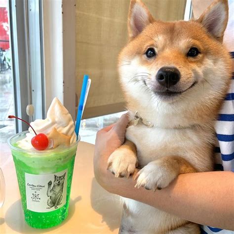 Shiba Inu Dog Has A Special Love For Food, And His Smiling Reactions After Seeing Food Quickly ...