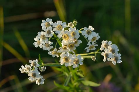 1000 Sneezewort Yarrow Seeds - Achillea ptarmica - Culinary and Medicinal – O'Neill Seeds