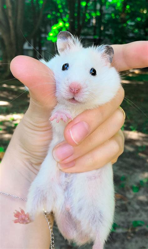 White Syrian Hamster | Cute hamsters, Syrian hamster, Funny hamsters