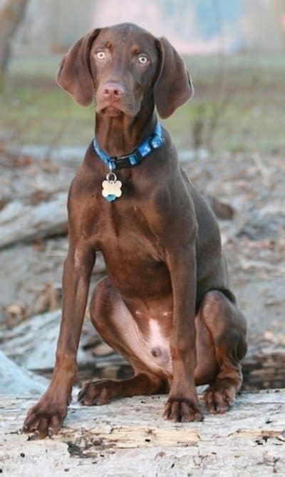 16 Weimaraner Mixes: Grey Ghost Companions Like No Other! | Vizsla ...