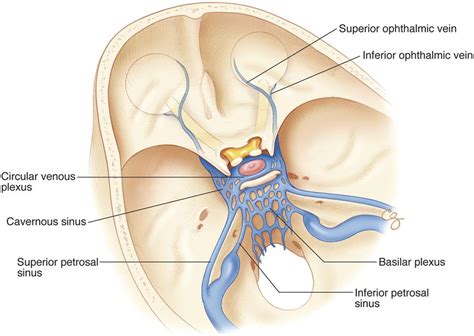 The cavernous sinus drainage system - great image! | Medical anatomy ...