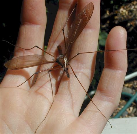 SPECIES: Crane Fly & Raccoon -Shrub Carr