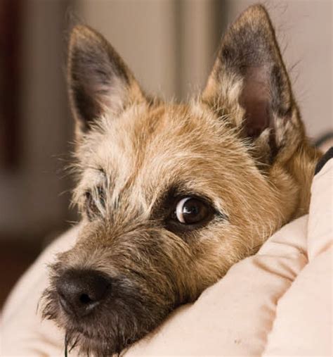 How To Care For Cairn Terriers | VIDA Veterinary Care