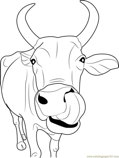 Image result for how to draw a cow nose | Cow drawing, Cow coloring pages, Cow illustration