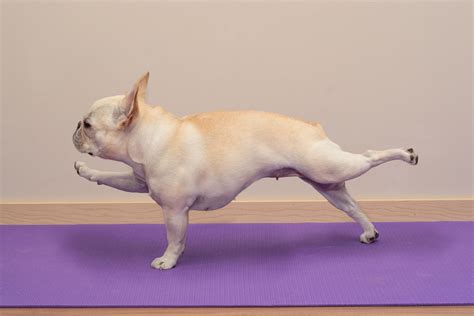 Dicas de exercícios para cachorro | Blog Lojas Colombo