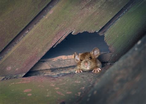 How To Get Rid Of Rats In The Attic (The Simple Way)