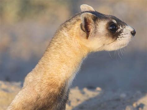 Black-footed Ferret | Species | WWF