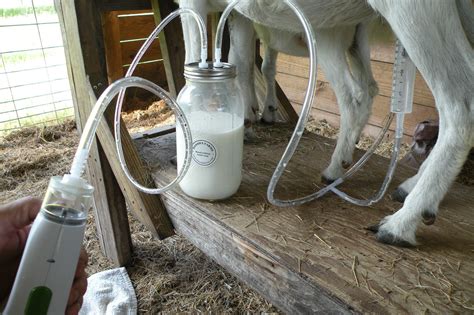 How-to-Build-a-Cow-Milking-Machine-