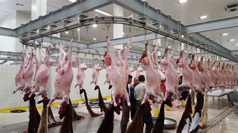 Red Meat Slaughterhouse and Processing Facilities | Cantek Group