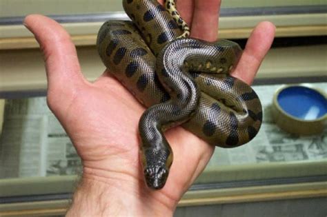 Green Anaconda Reptiles For Sale | Pittsburgh, PA #311665