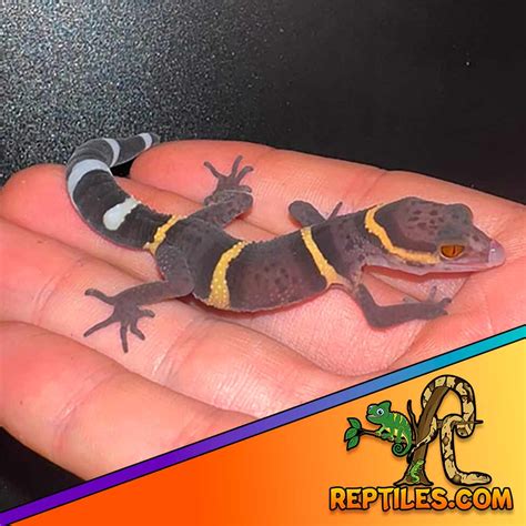 Chinese Cave Gecko for sale | baby Chinese cave geckos for sale