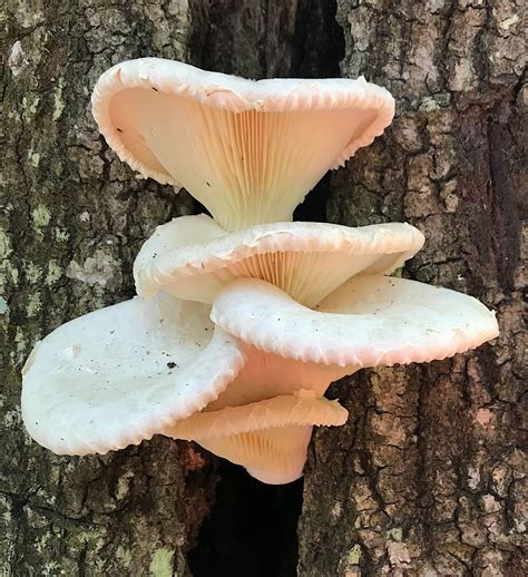 Oyster Mushrooms - Eat The Weeds and other things, too