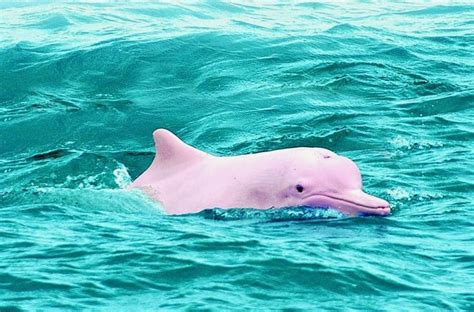 Pink dolphin watch cruises could lead to its extinction in Khanom ...