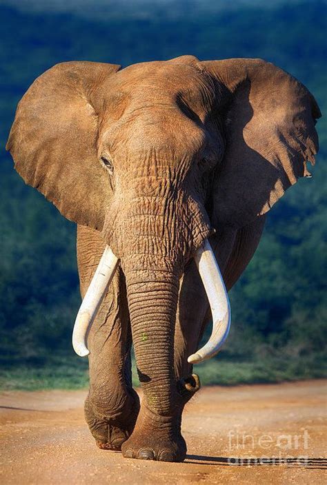 Elephant Approaching Poster by Johan Swanepoel | Elephant, Elephants photos, Elephant photography