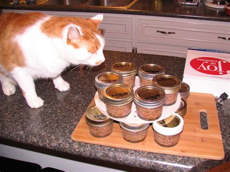 homemade treats for cats with kidney disease - Jinny Loftis