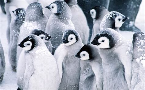 Snowy Penguins Snow Penguins Penguin White HD wallpaper | animals ...