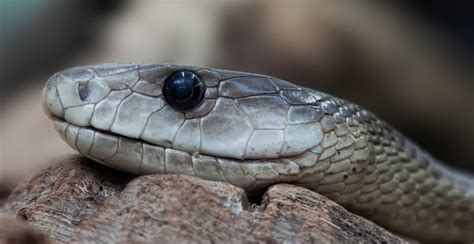 Free picture: venom, snake head, reptile, wildlife, eye, animal, zoology, viper