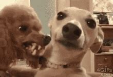 Angry Dog GIF - Angry Dog - Discover & Share GIFs