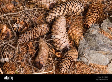 Conifer seed dispersal hi-res stock photography and images - Alamy