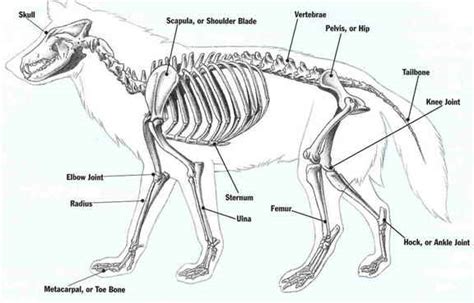 Wolf Skeleton | DogJudging® - Il mondo della letteratura cinofila.