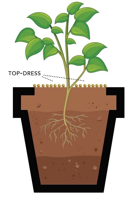 Controlled Release Fertilizer Application Methods in Plant Nurseries & Greenhouses