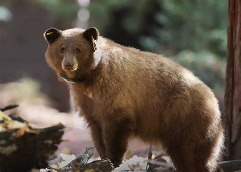 Osos y lobos maltratados gozan una segunda oportunidad en Grecia ...