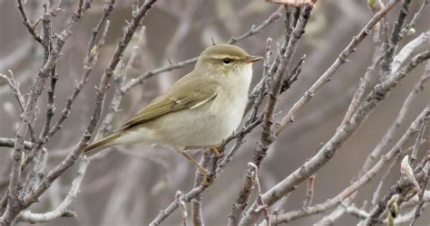 Arctic Warbler Identification, All About Birds, Cornell Lab of Ornithology