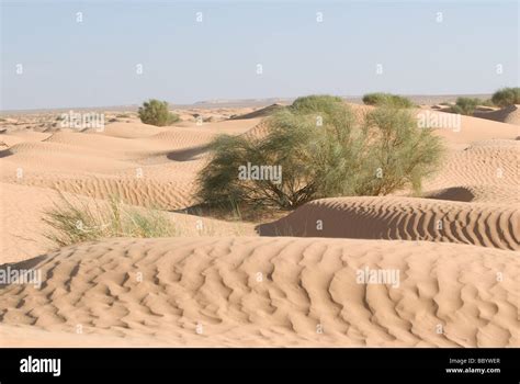 Sahara Desert Plants
