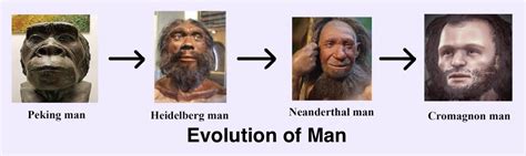 Which of the following is the correct order of the evolutionary history ...