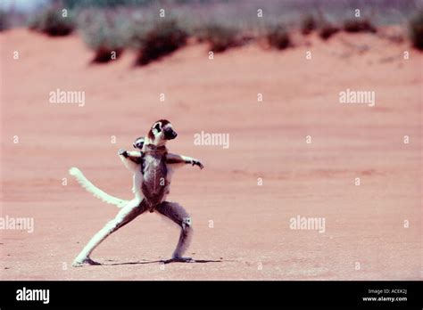 VERREAUX SIFAKA Propithecus verreauxi HOPPING ACROSS OPEN GROUND ...