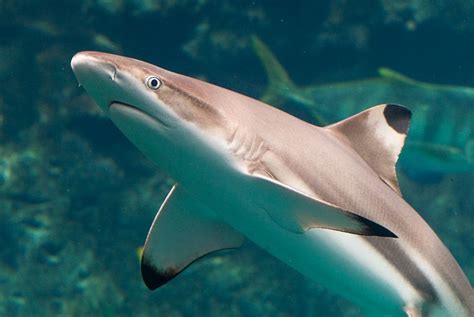 Animals of the world: Blacktip reef shark,