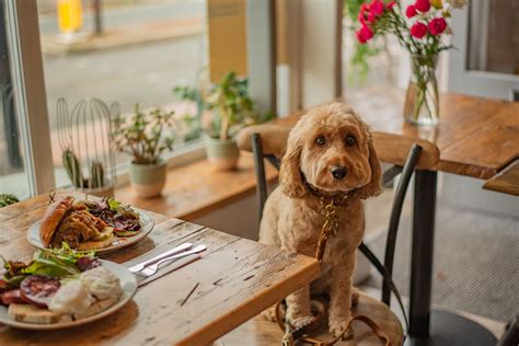 Dog Friendly Places to Eat Cheltenham