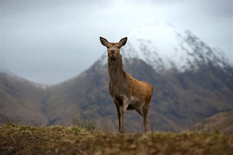 Scotland Now | Loch lomond, Nature animals, Wildlife