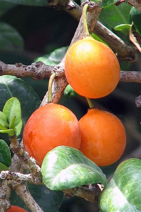 Mangosteen Fruit Tree For Sale | Fruit Trees