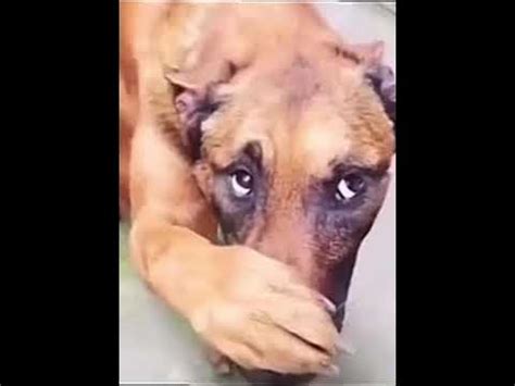 Dog covering nose with paw (Tik Tok Meme) - YouTube